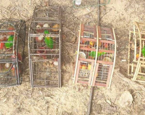 Perhilitan merampas disyaki burung serindik daripada dua individu di Rumah Pekerja Ladang Alur Seri, Maran. -Foto Ihsan Perhilitan
