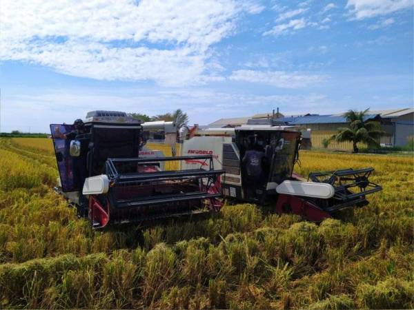 Ronald (kiri) turut memandu jentuai bagi menuai padi wangi MRQ76 yang diusahakan menerusi SMART SBB di IADA Seberang Perak pada Sabtu.