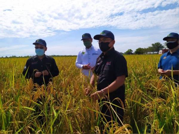 Bernama Iada Seberang Perak Ambil Langkah Proaktif Kawal Cegah Serangan Ulat Batang