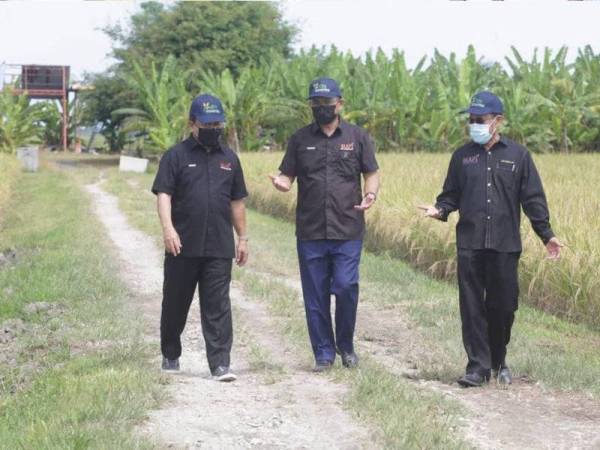Ronald (tengah) bersama Ahmad (kiri) dan Che Abdullah meninjau kawasan penanaman padi wangi.