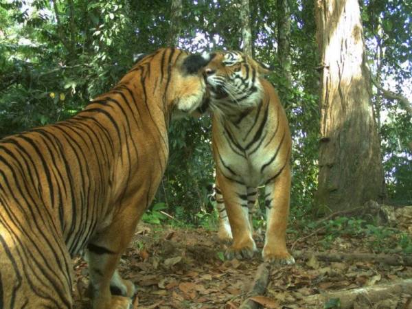 Harimau Malaya atau Harimau Belang antara spesis yang kian diancam kepupusan akibat kegiatan pemburuan haram.