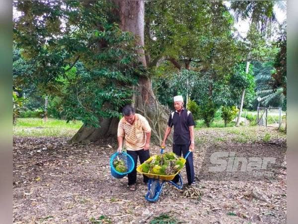 Syed Abu Bakar bersama hasil durian dari pokok tersebut yang gugur sejak lebih dua minggu lalu.