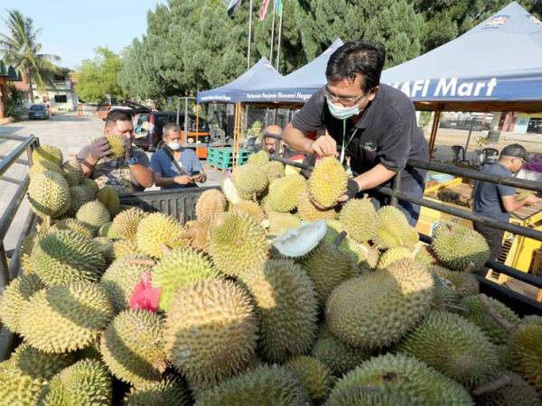 Sebanyak tiga tan durian jenis kampung terjual pada setiap hari menerusi program jualan promosi buah-buahan bermusim di Pasar Segar Terkawal (PST) di perkarangan FAMA Pahang.