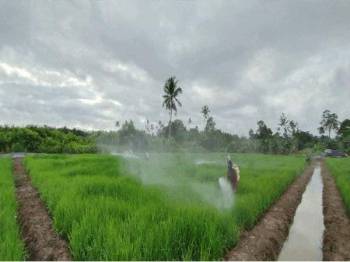 Projek Sawah Padi Skala Besar Di Kedah