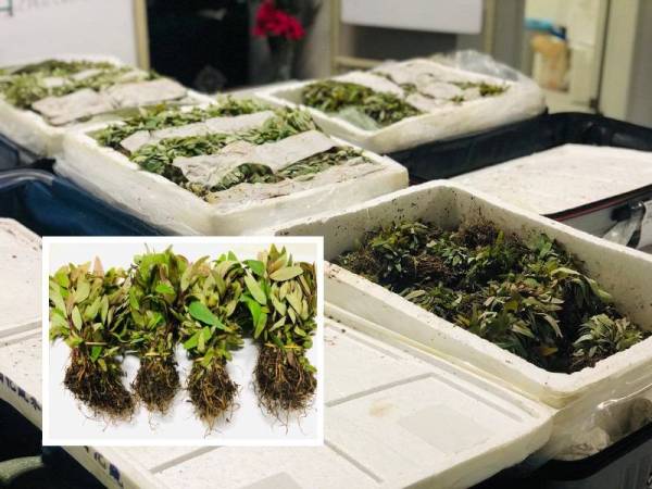 Maqis Selangor merampas 45,000 anak pokok kayu putih (eucalyptus) bernilai RM11,700 dari China pada Rabu.