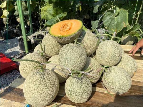 Hasil buah rock melon yang sudah dituai.