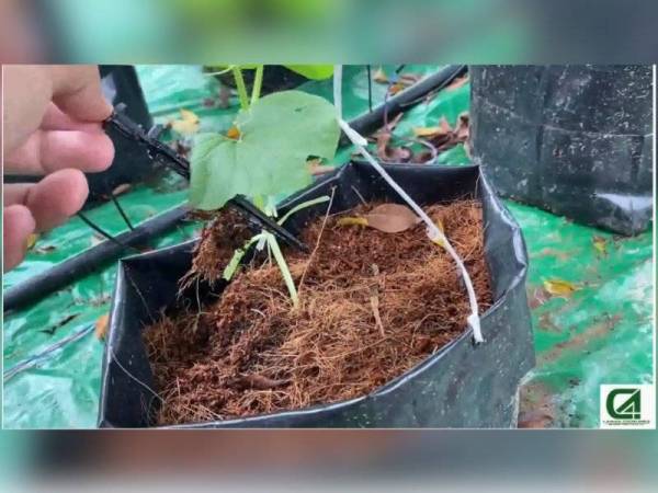 Kuantiti air, baja dan racun yang diperlukan oleh setiap pokok boleh dipantau secara tepat.