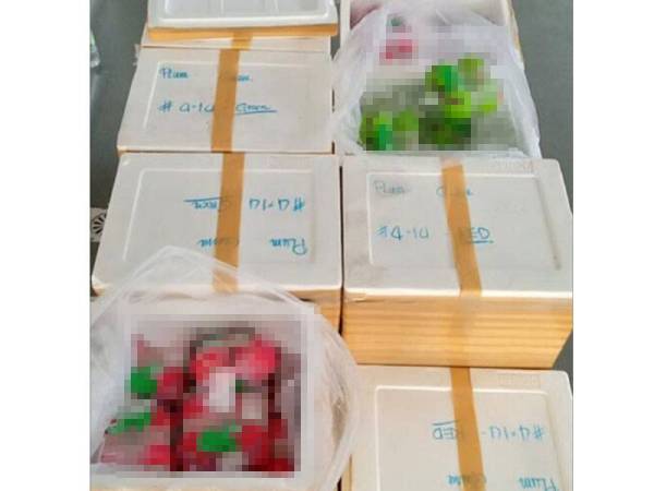 Buah jambu batu yang dirampas ketika cuba dibawa masuk dari Thailand.- Foto Maqis Kedah