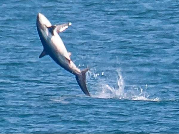 Gambar menunjukkan ikan jerung yang melompat dari permukaan air laut di pantai Wales pada Rabu lalu. - Foto Ken Barnett/ Sea Trust/ APEX