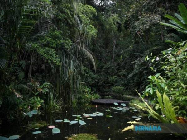 Taman ekopelancongan seluas 3.2 hektar itu yang memiliki lebih 500 jenis herba dan rempah di Teluk Bahang. - Foto Bernama 