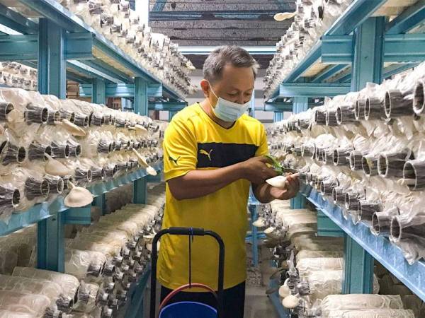 Setiap bongkah cendawan mampu menghasilkan sekitar 350 gram dan hampir setiap hari Mahadi mampu mengutip sekitar 10 kilogram sebelum dijual kepada peraih di pasar terdekat dengan harga RM10 sekilogram. - Foto Bernama