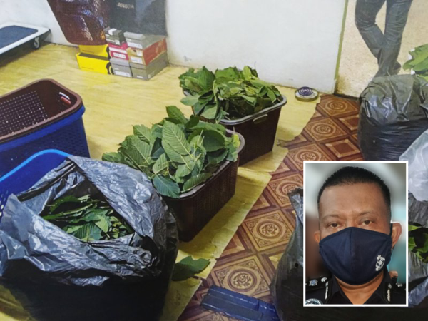 Daun ketum yang dirampas hasil daripada serbuan polis. Gambar kecil: Kamarul Zaman