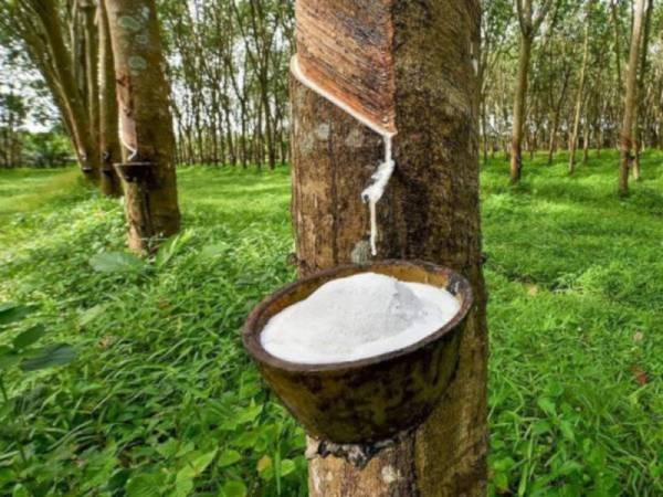 Pengeluaran getah asli Malaysia meningkat 37.8 peratus pada Jun 2021 kepada 38,807 tan metrik berbanding 28,164 tan metrik pada bulan sebelumnya. Gambar hiasan