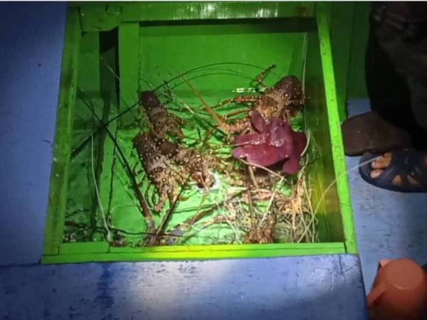Antara hasil laut yang dirampas dan akan dilepaskan semula di kawasan perairan Taman-Taman Sabah Pulau Tiga, Kota Kinabalu.