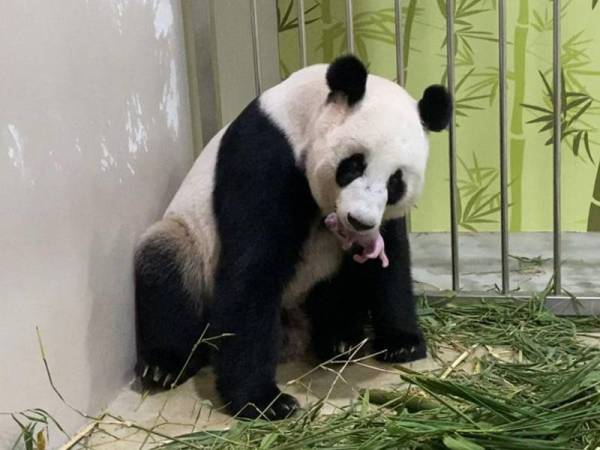Panda gergasi 'Jia Jia' dengan pasangannya 'Kai Kai' menyambut kelahiran anak pertama di Safari River.. Foto: WRS