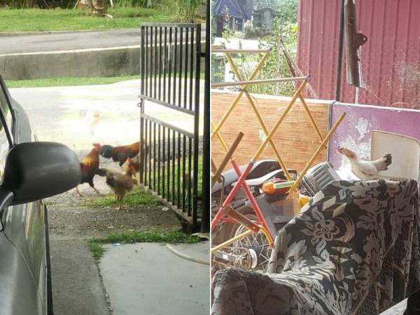 Penduduk mendakwa ayam dibiarkan berkeliaran termasuk bertelur di kawasan perumahan dekat Taman Cempaka, Selama, Kedah.