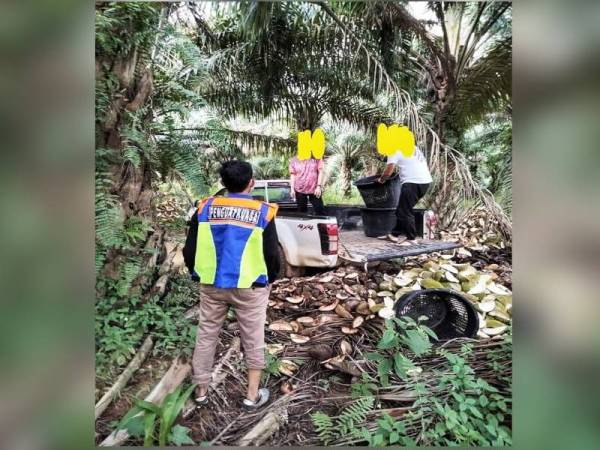 Dua lelaki ditahan dalam operasi penguatkuasaan oleh SWCorp Raub selepas didapati membuang kira-kira 500 kg kulit durian dalam kebun sawit. - Foto Facebook SWCorp Pahang