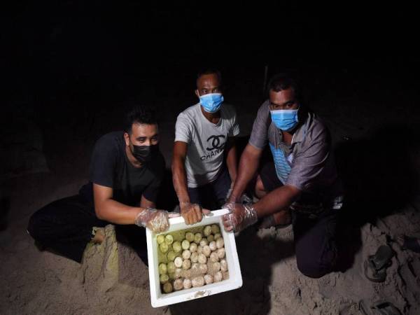 Sebanyak 49 biji telur penyu dibawa ke Pusat Konservasi Dan Penerangan Penyu (TCIC) Rantau Abang, Dungun untuk proses pengeraman.