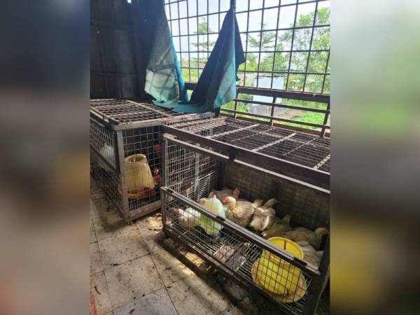 Kedai runcit yang diserbu penguat kuasa MPS kerana menjual ayam hidup tanpa kebenaran di Selayang pada Rabu.