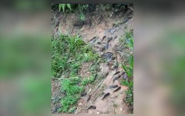 Ratusan ikan puyu dari parit yang tiba-tiba naik ke darat di Surau Haji Sulaiman, Kampung Blok AGH Sawah Sempadan, Tanjong Karang pada Rabu.