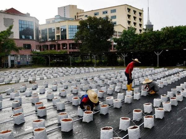 Para peserta projek fertigasi bertungkus lumus memasang perkakasan fertigasi membabitkan 2,000 polibag.