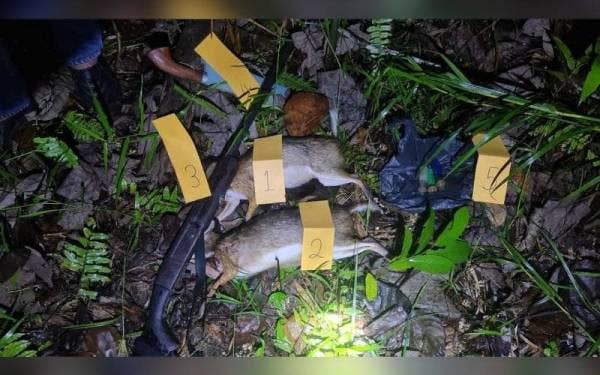 Bakakuk dan bangkai pelanduk ditemui dipercayai hasil kegiatan memburu secara haram di hutan simpan berhampiran Kampung Ranggal, Pitas.