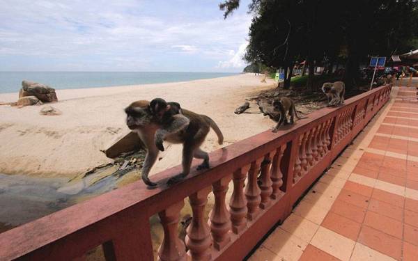 Kera liar berkeliaran di kawasan rekreasi pantai Teluk Cempedak hari ini.