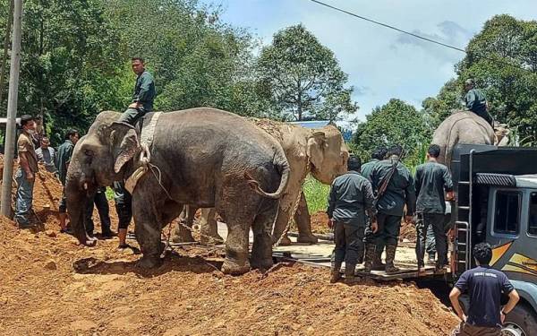 Yong Cimot berjaya ditangkap Perhilitan dalam operasi yang dijalankan sebelum dipindahkan ke Santuari Gajah Sungai Deka, Terengganu pada Ahad. - Foto Perhilitan Perak