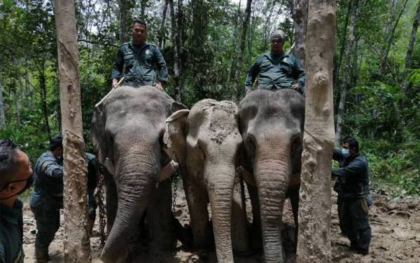 Gajah denak iaitu Alam (kiri) dan Rambai (kanan) dari Pusat Konservasi Gajah Kebangsaan Kuala Gandah digunakan untuk menangkap Yong Cimot sebelum dipindahkan ke Santuari Gajah Sungai Deka, Terengganu. - Foto Perhilitan Perak