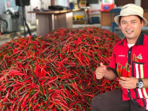 Norhashim menunjukkan hasil tanaman cili yang diusahakannya.