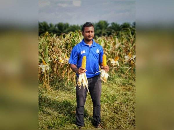 Ramana di ladang jagung miliknya.
