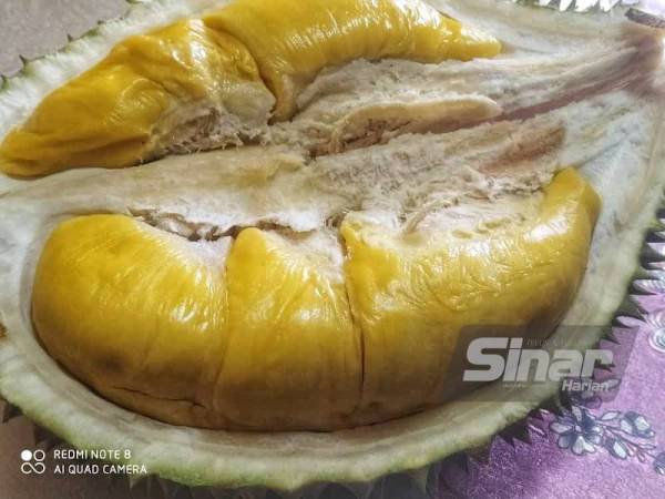 Rasanya yang berlemak manis serta pahit dengan warna kekuningannya menjadi perhatian para penggemar durian Chok Villa.