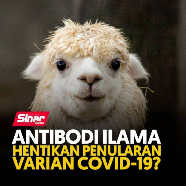 cover-ilama