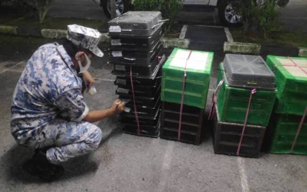 Sebahagian burung murai yang akan diseludup keluar negara berjaya dirampas.