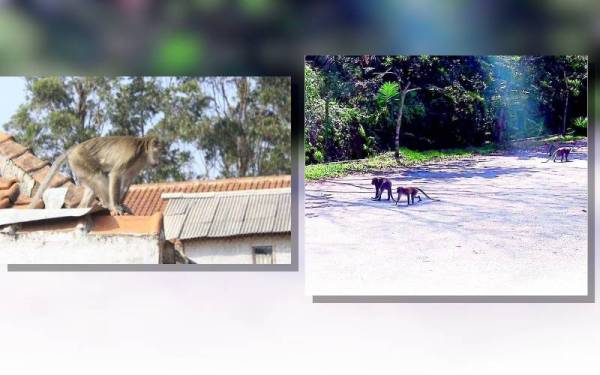 Kera berkeliaran di taman perumahan di Bandar Damansara Kuantan meresahkan penduduk setempat.