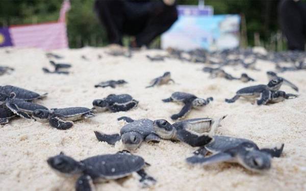 Sebanyak 4,500 penyu dilepaskan ke habitat asalnya sempena sambutan Hari Kemerdekaan ke-64 dan Tahun Pertanian Negeri Terengganu 2021.