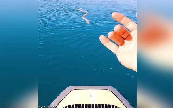 Seekor ular berenang ke arah papan dayung Brodie Moss di sebuah lautan di lokasi yang tidak didedahkan olehnya. - Foto sumber ybsbrodie/TikTok
