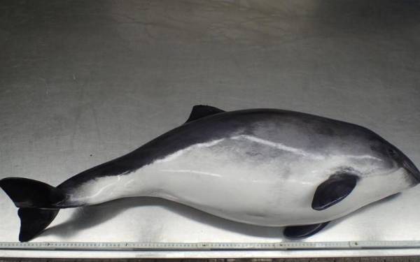 Gambar fail menunjukkan seekor ikan lumba-lumba daripada spesies Phocoena
phocoenase. - Foto ITAW