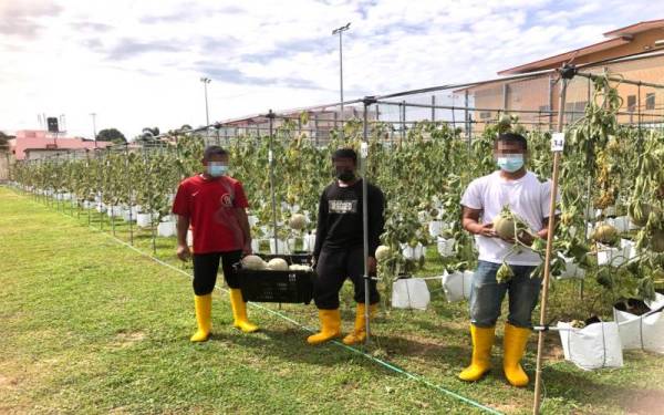 Tiga daripada 12 banduan Orang Diparol (ODP) dan Pelepasan Banduan Secara Berlesen (OBB) yang menjaga kebun tanaman tembikai wangi jenis rock melon.