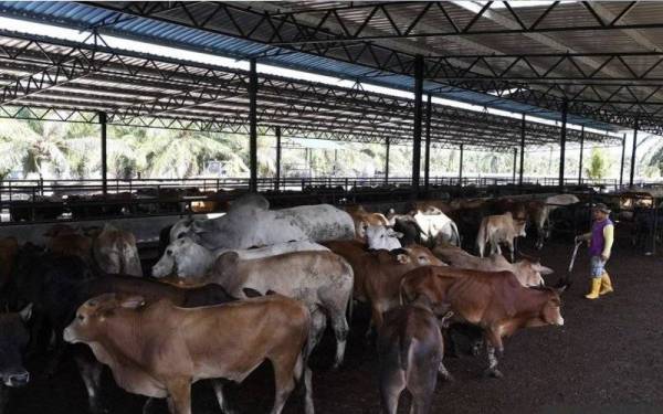 Usahawan bumiputera digesa untuk melibatkan diri dalam industri ternakan kerana ia mampu menjana pendapatan kepada mereka dan pada masa yang sama membantu negara mengurangkan pergantungan terhadap import daging. - Foto Bernama