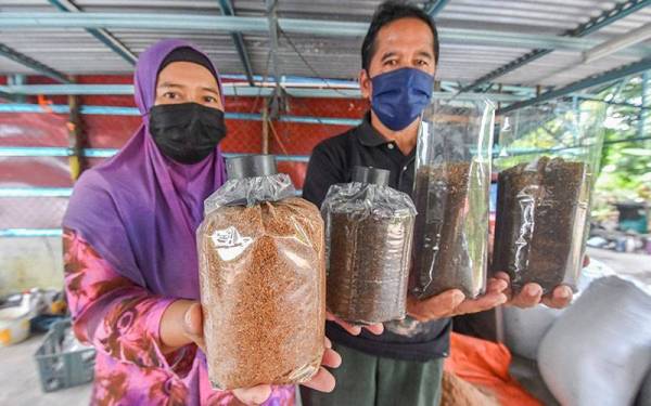 Noriha dan Mohd Saupi menunjukkan bongkah cendawan yang dihasilkan ketika ditemui pemberita di Kampung Chengal, Ketereh di sini. - Foto Bernama
