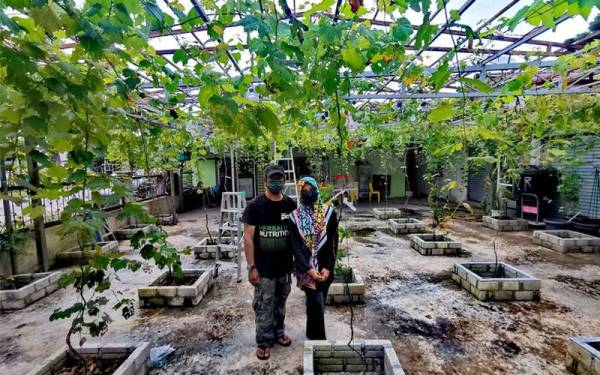 Suhaili menunjukkan buah anggur yang ditanam di rumahnya.