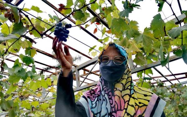 Suhaili menunjukkan pokok anggurnya yang sudah mengeluarkan hasil di Kampung Baru Si Rusa, Port Dickson.