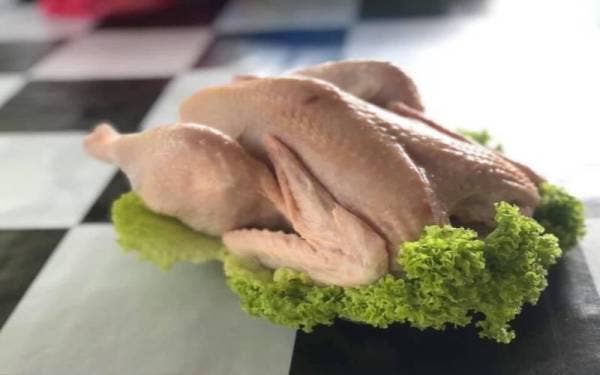 Ayam kampung kacuk mempunyai permintaan yang tinggi dalam pasaran.