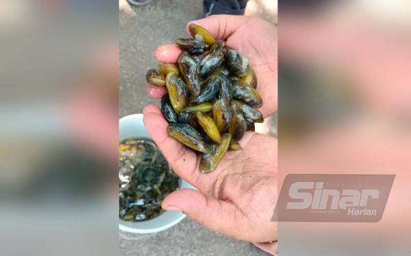 Kijing antara hasil laut yang boleh diperoleh di pantai Tanjung Kepah, Lumut.