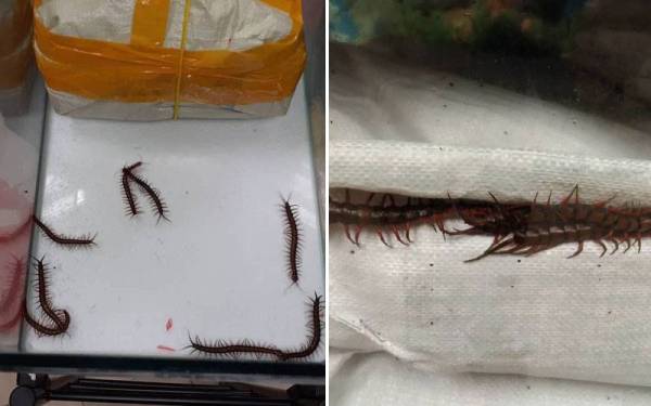 Maqis Johor merampas lebih kurang 1,000 ekor lipan hidup daripada seorang penumpang lelaki warga Indonesia di Terminal Feri Stulang Laut, Johor Bahru, pada Isnin.