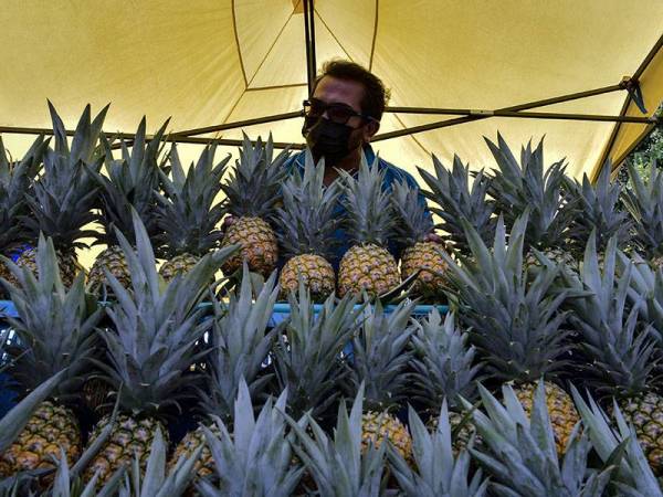 Mohd Azam Mohd Nor, 45 menunjukkan buah nanas madu yang dijual di tepi Jalan Tenggiri hari ini.