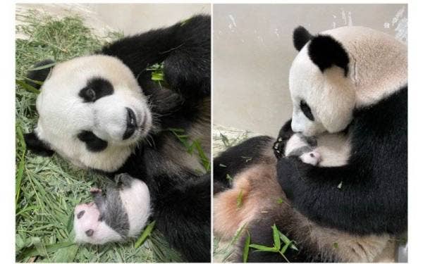 Anak panda gergasi pertama Singapura yang dilahirkan di Sungai Safari di sini pada 14 Ogos membesar dengan sihat.