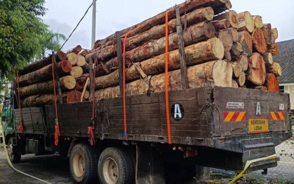 Lori yang penuh muatan pelbagai spesis hasil hutan dipercayai dicuri dua lelaki ditahan untuk siasatan selanjutnya (foto: ihsan Jabatan Perhutanan Terengganu)