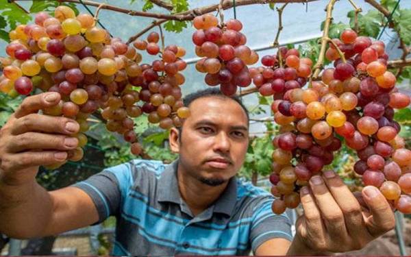 Wan Yusoff Abdul Rahman, 37, yang berjaya ‘menghidupkan’ tanaman anggur di Kampung Belukar dekat Wakaf Bharu di sini, dengan menggunakan teknik dan pembajaan bersesuaian.